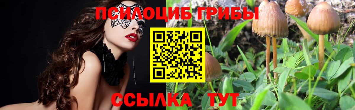 Псилоцибиновые грибы мицелий Павловский Посад